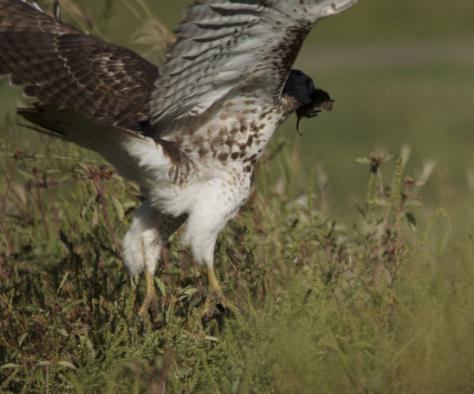Immature Red-tailed Hawk with Dinner