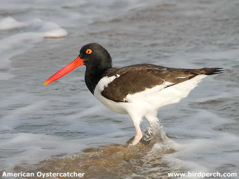 American Oystercatcher