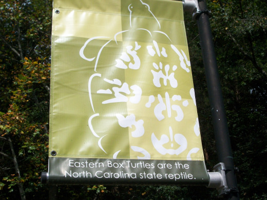 Here are flags that line the entrance to the Nature Center with some fun and interesting wildlife facts!