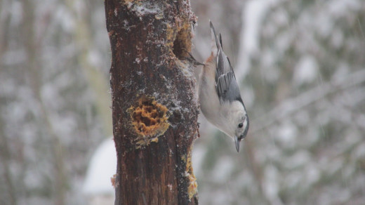White-Breasted Nuthatch.  Nuthatches blend in very well with their wintry backgrounds.