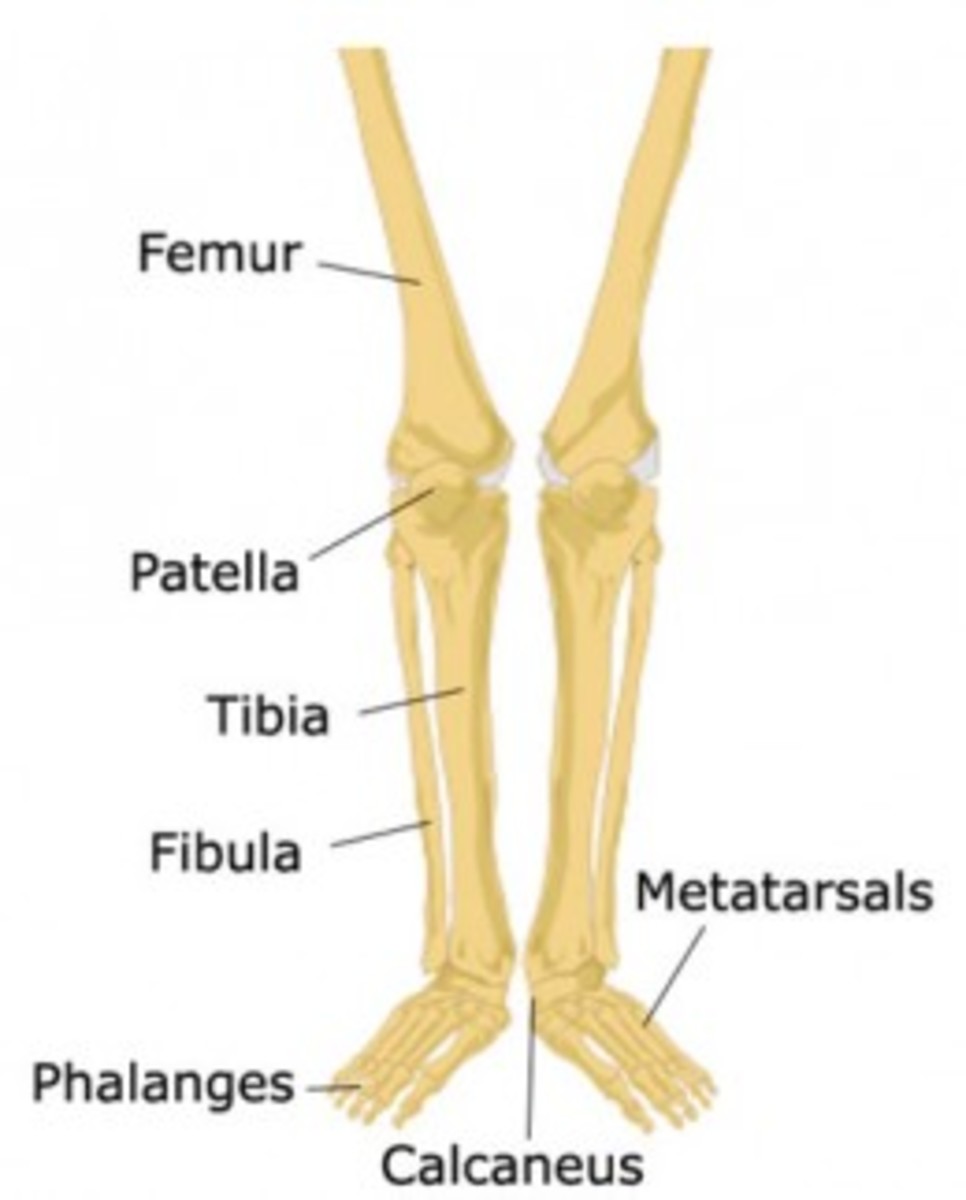 Learn The Bones Of The Human Body For Kids Hubpages