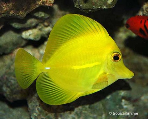 Yellow Tang