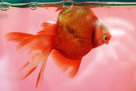 Swim bladder disease (note that the fish my still be alive while upside down, though it will not live very long)