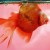 Swim bladder disease (note that the fish my still be alive while upside down, though it will not live very long)