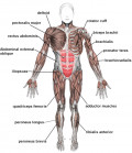 Learn About Skeletal Muscles for Kids