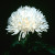 Name: Exotic, Flower Size: 6 inches or greater, Grown as a disbud Name: Exotic, Flower Size: 6 inches or greater, Grown as a disbud