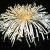 Name: Spider, Flower Size: Six inches or greater, Grown as a disbud Name: Spider, Flower Size: Six inches or greater, Grown as a disbud