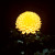 Name: Pompon, Flower Size: 1-4 inches, Grown as a spray Name: Pompon, Flower Size: 1-4 inches, Grown as a spray