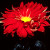 Name: Single and Semi-Double, Flower Size: Greater than 4 inches, Grown as a disbud or spray Name: Single and Semi-Double, Flower Size: Greater than 4 inches, Grown as a disbud or spray