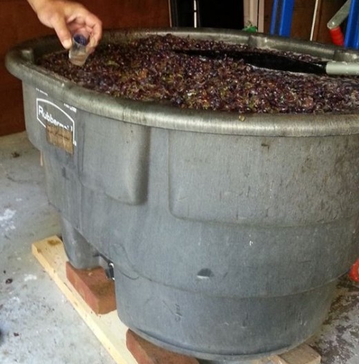 This 70 gallon tub sat under the crusher and caught the harvest of 18 boxes of grapes.