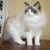 Ragdoll Ragdoll