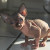 Sphynx Sphynx