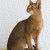 Abyssinian Abyssinian