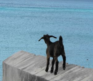 Capricorn is represented by the Sea Goat, which is said to be a combination of a mountain goat and dolphin. They are wise and far reaching, while also being extremely stubborn and short sighted.