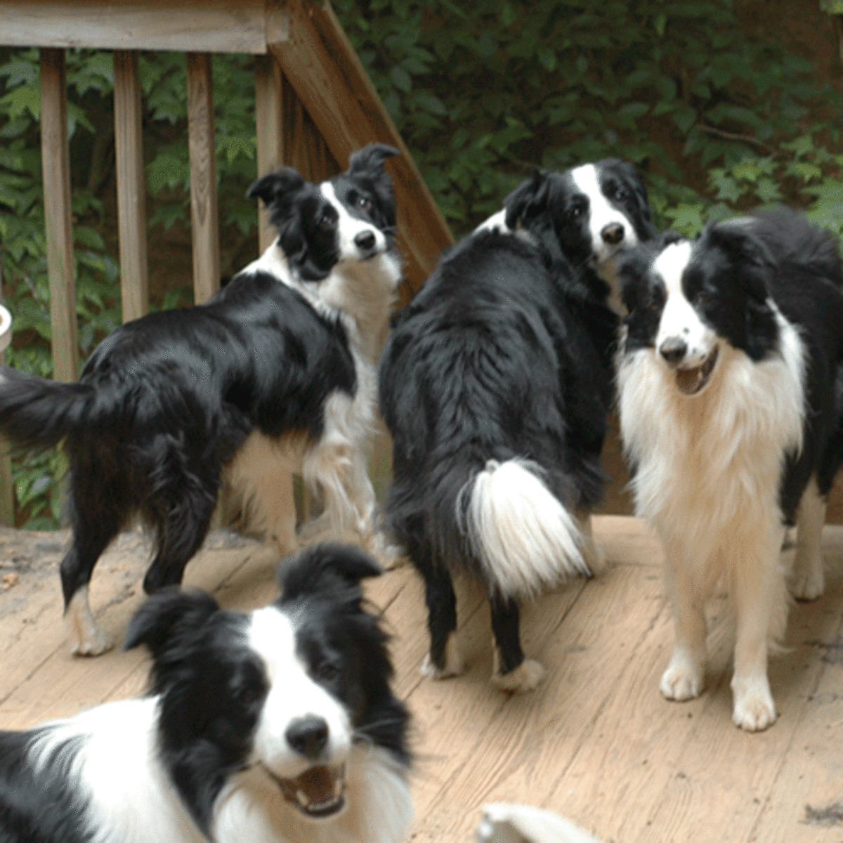 Selecting and Training a Border Collie Puppy PetHelpful