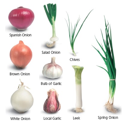 Onions and garlic as plant sources of DNA.