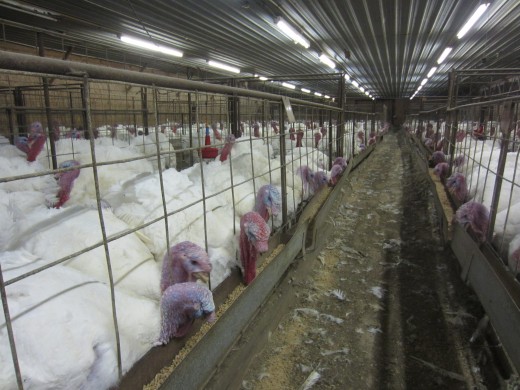 Over-crowded Turkeys in a Factory Farm