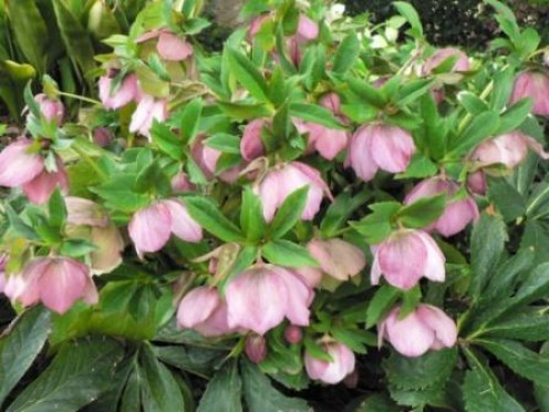 How to Plant and Care for Lenten Roses | Dengarden