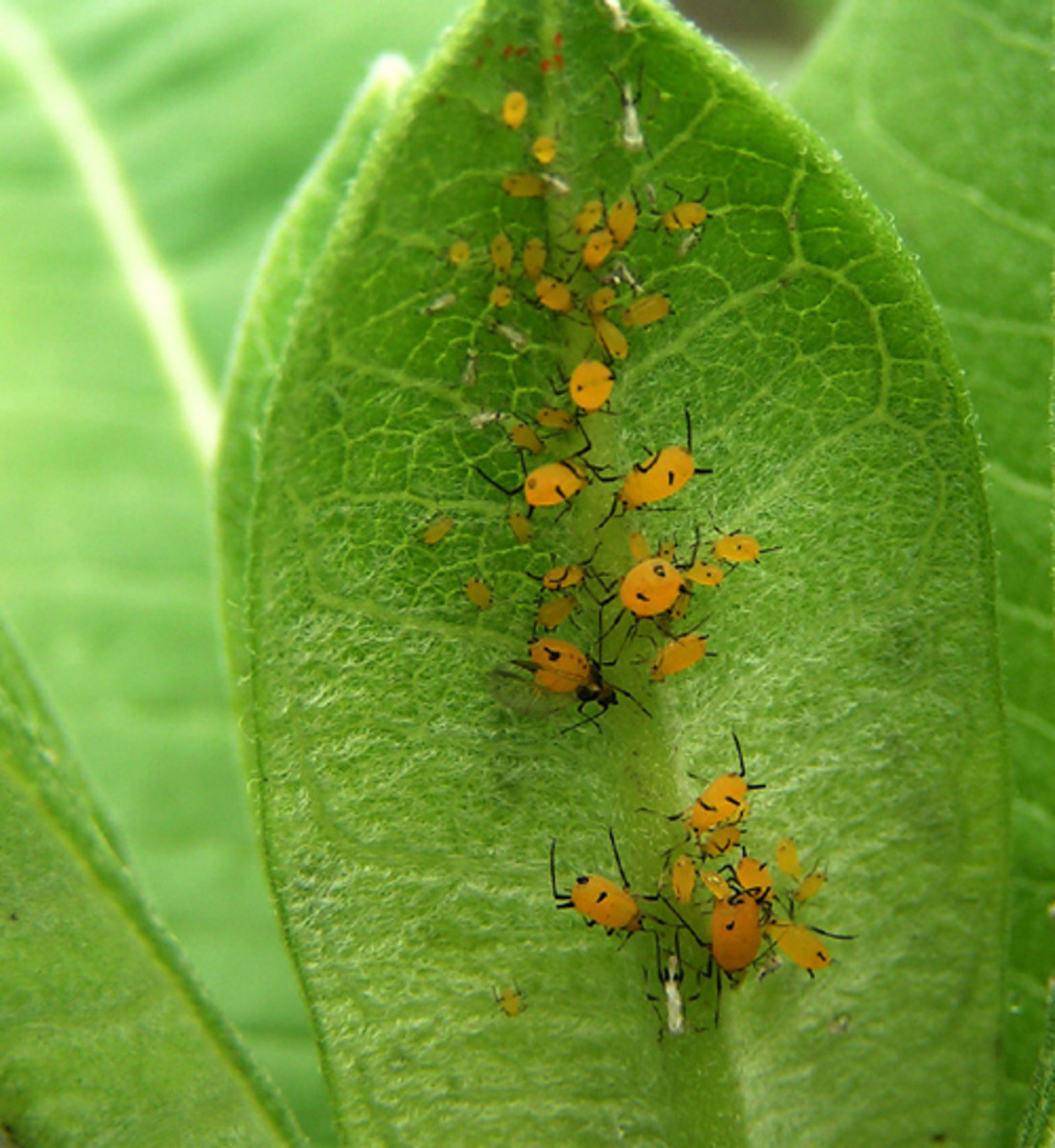 How To Rid Your Garden Of Sap Sucking Aphids That Are