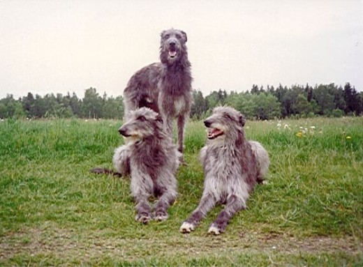A trio of deerhounds - which one is Bran? His wife regained her human shape, but would Fionn mac Cumhaill ever learn of the fate of his sons?