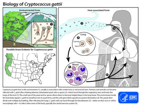 According to the CDC, Cryptococcus gattii lives in the environment (1), association with certain trees or soil around trees. Humans and animals can become infected with C. gattii after inhaling airborne, dehydrated yeast cells spores.