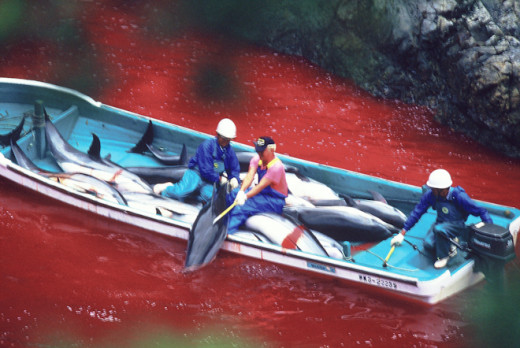 The Cove Screen Image 