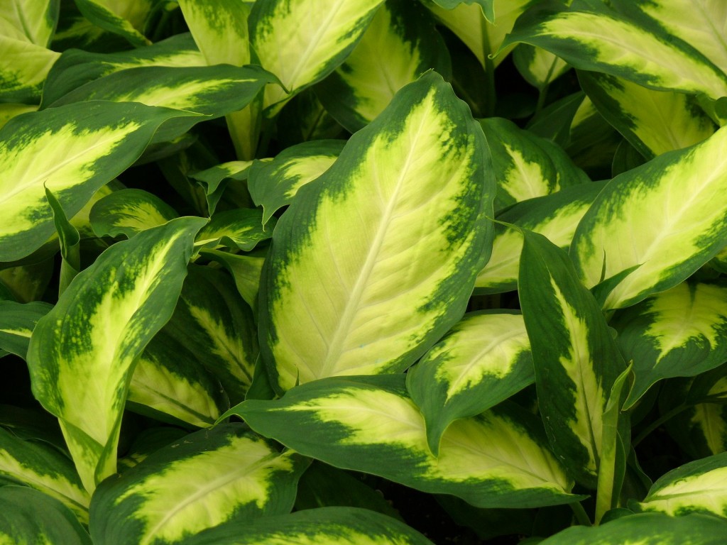 How to Propagate a Dieffenbachia Plant Using Cuttings Dengarden