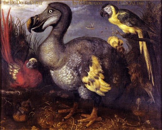 The dodo is undoubtedly the most famous animal to have become extinct at the hands of human beings.