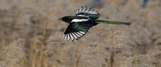 Magpie in flight.