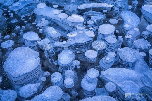 Amazing frozen bubbles suspended beneath Abraham Lake Amazing frozen bubbles suspended beneath Abraham Lake