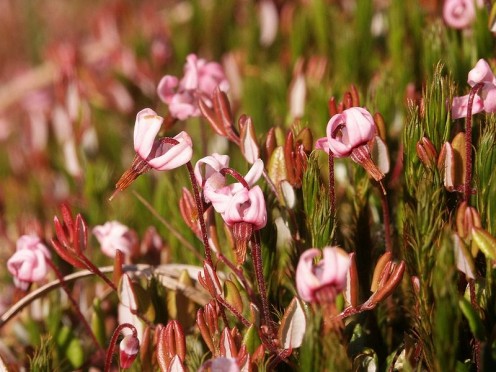 cranberries are extensively grown in the cooler and temperate regions of northern hemisphere including North America, Northern Europe and Northern Asia.