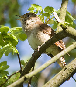 Nightingale waiting for his time to croon