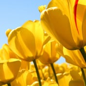 PaulMcIntyre profile image