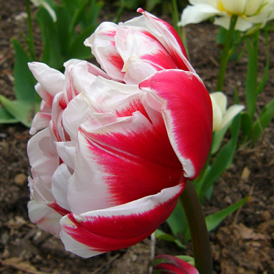 Tulip Willemsoord