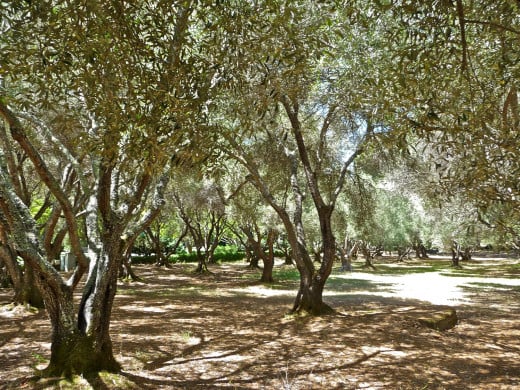 Beautiful, stately olive trees are a good source of shade, nutrition and wood.  They can be compared to a mother who asks nothing in return.