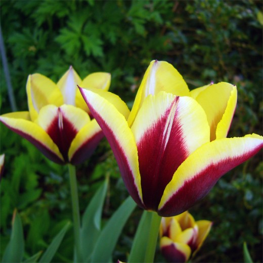 Tulip Gavota