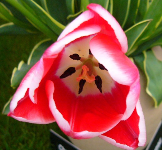Tulip 'Charmeur'