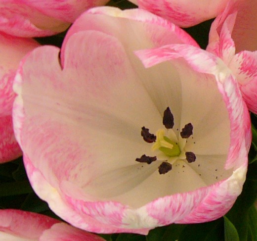 Tulip 'Salvo'
