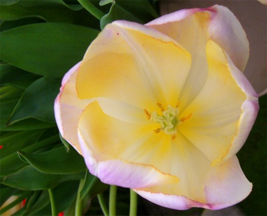 Tulip 'Wendy Love'