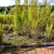 Tall Grass Tall Grass