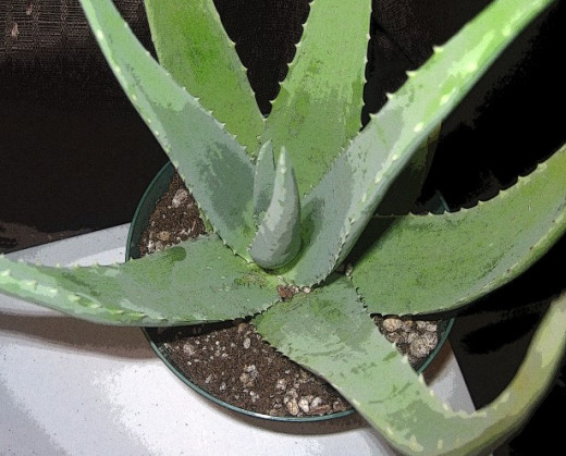 Aloe vera can easily be grown as a potted plant!