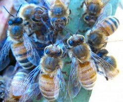 Plant Bergamot Monarda, Save Bees