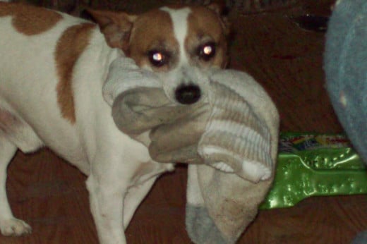 Whimpy loves dirty socks.  How he puts anything as nasty as my husband's socks in his mouth, I don't know.