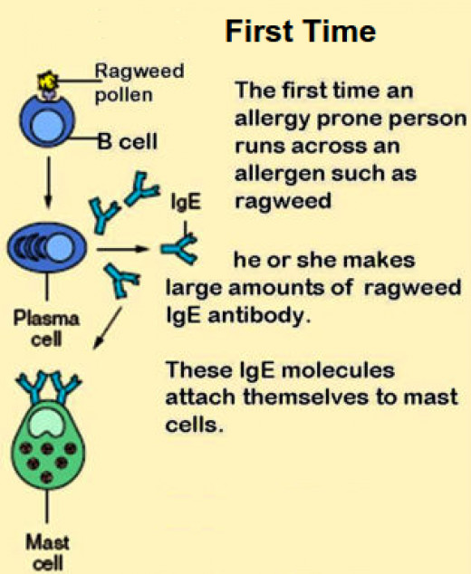 Reminder List of the Symptoms of Different Types of Allergies HubPages