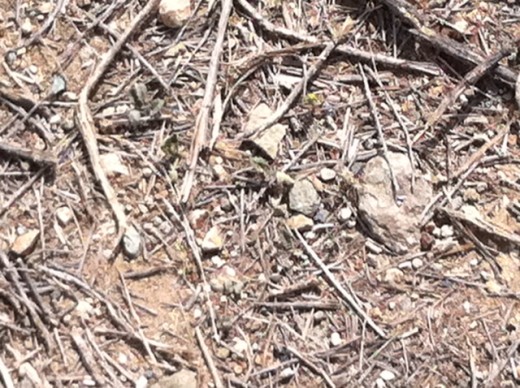I like looking at dirt. So I am nuts,,, get over it.