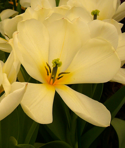 Tulip 'Purissima' Tulip 'Purissima'