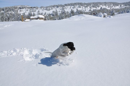 Kali in the snow, Montana