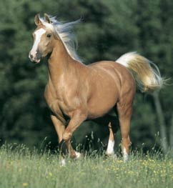 One of our central characters rides a Palomino mare like this one. I just love this image.