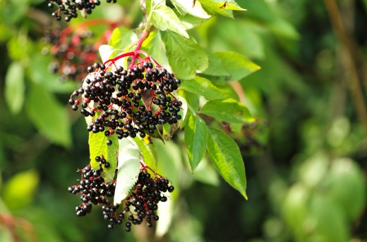 Elderberries have a range of uses in the kitchen including wine, jam and pies.