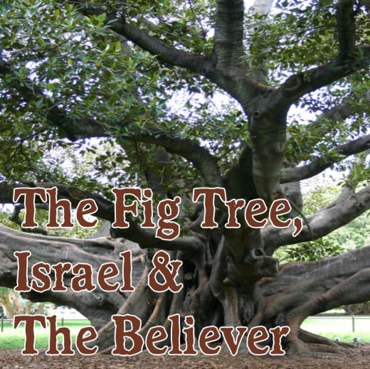 The Fig Tree, Israel and the Believer. Digging deeper than the surface of the Word.